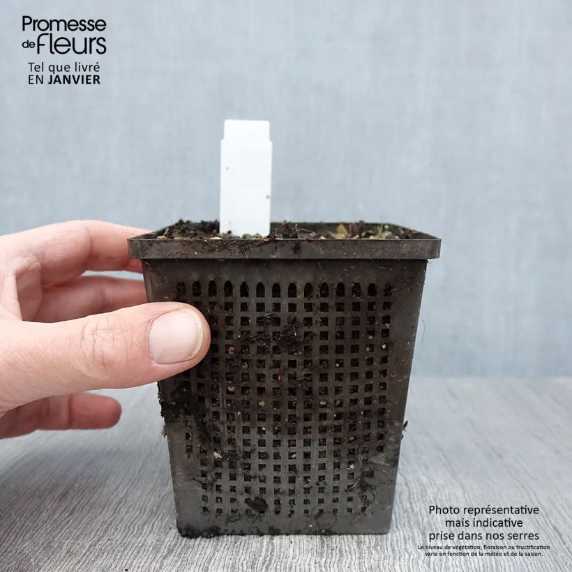 Example of Nymphaea Aurora - Nénuphar orange Kweekpotje van 8/9 cm as you get in hiver