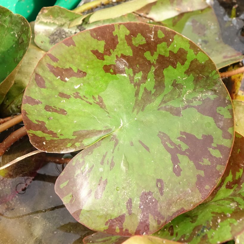 Nymphaea Barbara Davies - Waterlelie (Blad)