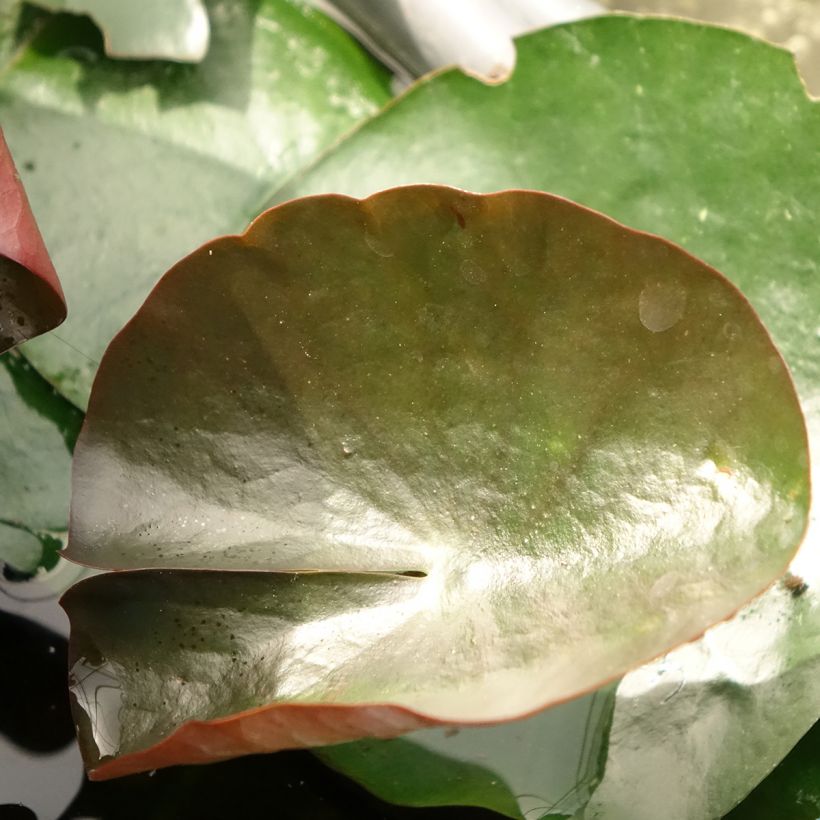 Nymphaea Black Princess - Waterlelie (Blad)