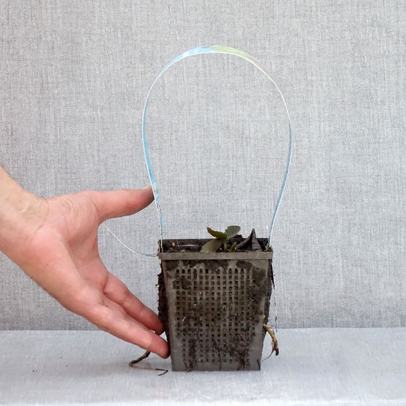 Example of Nymphaea Black Princess - Nénuphar rustique Pot van 1 l/1,5 l as you get in ete