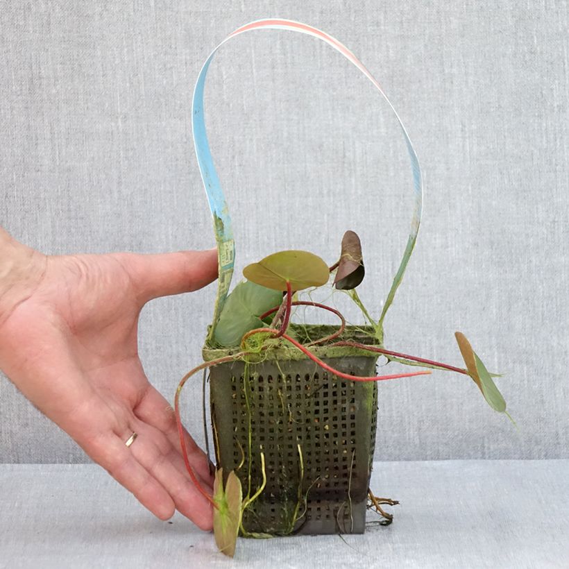 Exemplaar van Nymphaea Burgundy Princess - Waterlelie Pot van 1 l/1,5 l zoals geleverd in de zomer