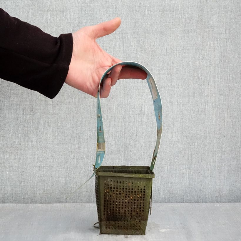 Example of Nymphaea Burgundy Princess - Nénuphar rustique Pot van 1 l/1,5 l as you get in hiver