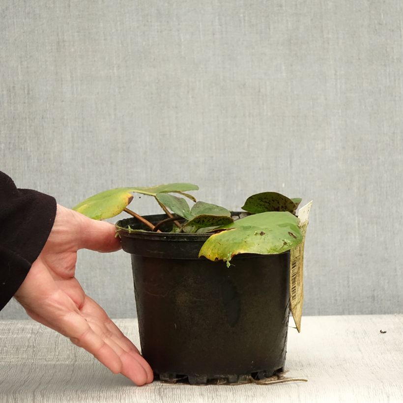 Exemplaar van Nymphaea Carolina Sunset - Nénuphar rustique, jaune et pêche cuivré Pot de 1,5L/2L zoals geleverd in de herfst