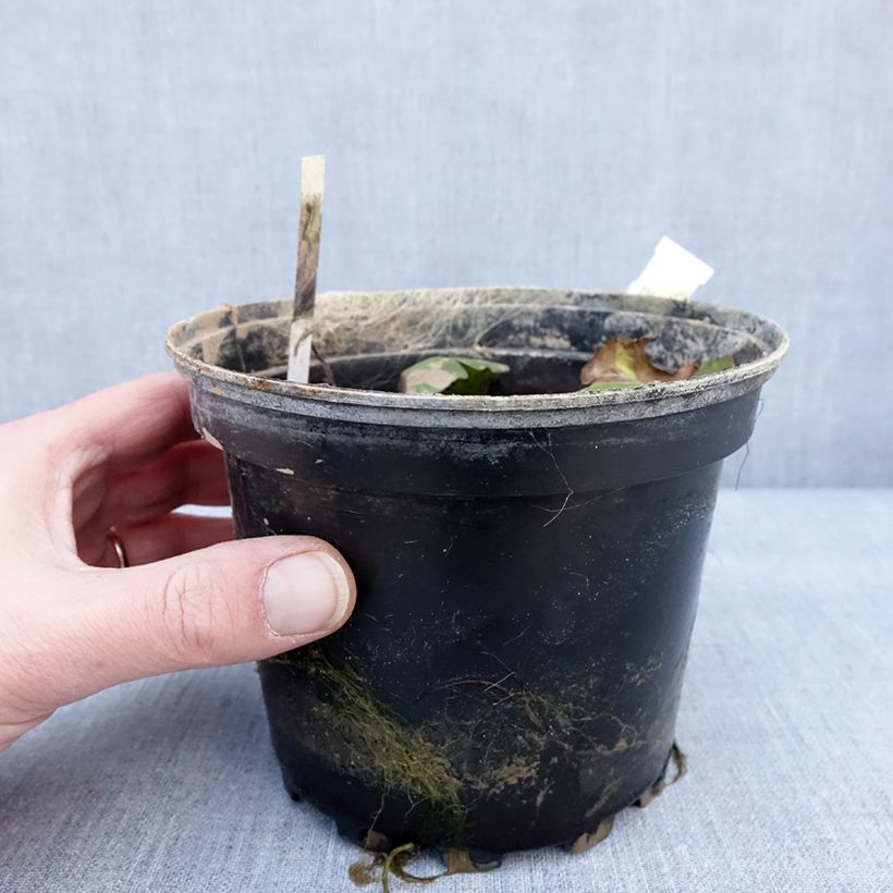 Example of Nymphaea Carolina Sunset - Waterlelie Pot van 1,5 l/2 l as you get in hiver