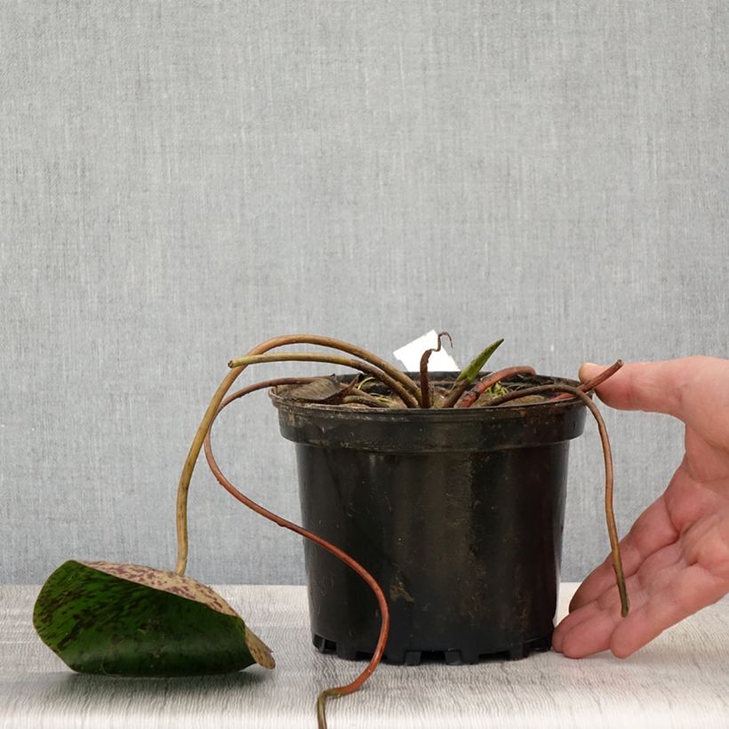 Exemplaar van Nymphaea Carolina Sunset - Waterlelie Pot van 1,5 l/2 l zoals geleverd in de lente