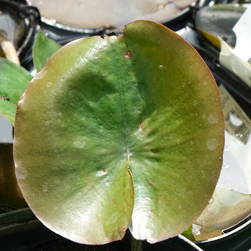 Nymphaea Celebration - Waterlelie (Blad)