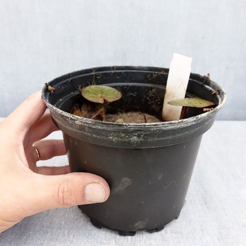 Exemplaar van Nymphaea Charlene Strawn - Waterlelie Pot van 1,5 l/2 l zoals geleverd in de herfst