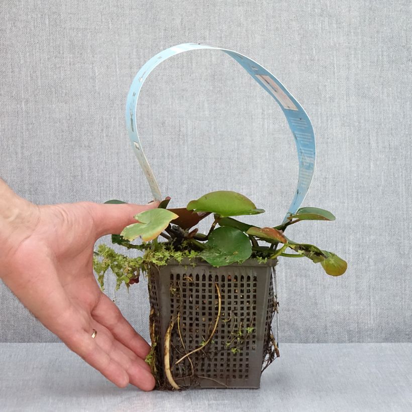Exemplaar van Nymphaea Charles de Meurville - Waterlelie Pot van 1 l/1,5 l zoals geleverd in de zomer