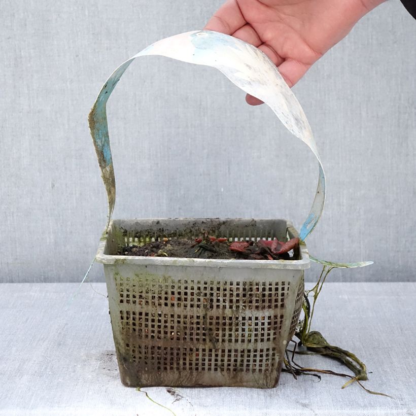 Exemplaar van Nymphaea Clyde Ikins - Waterlelie Pot van 3 l/4 l zoals geleverd in de lente