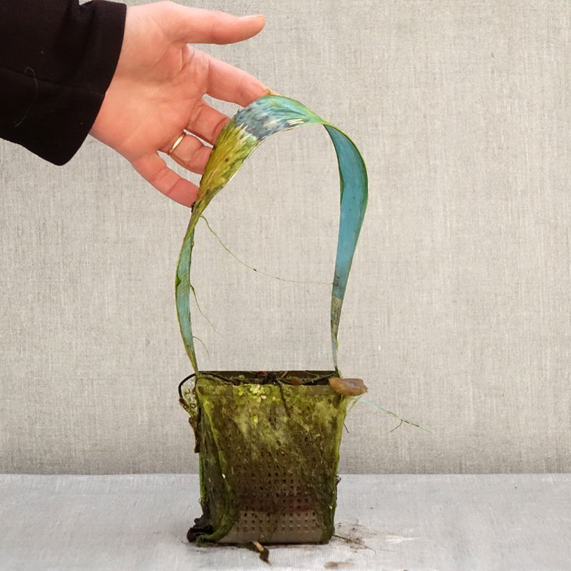 Example of Nymphaea Colorado - Nénuphar rustique rose saumon Pot van 1 l/1,5 l as you get in hiver