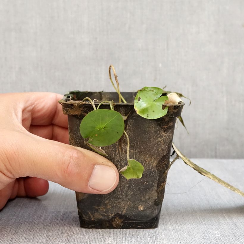 Example of Nymphaea colorata - Nenuphar bleu tropical Pot van 1,5 l/2 l as you get in automne