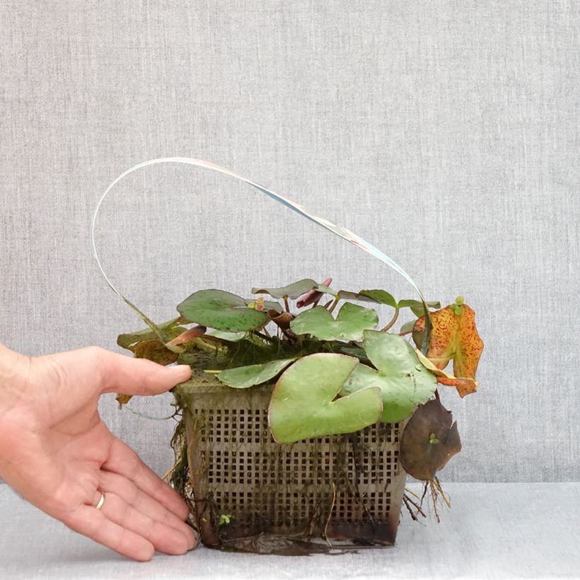 Exemplaar van Nymphaea Comanche - Waterlelie Pot van 3 l/4 l zoals geleverd in de zomer