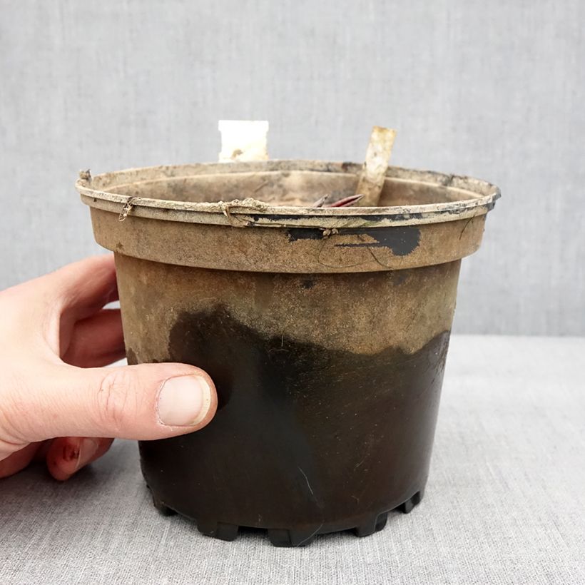 Example of Nymphaea Conqueror - Nénuphar rustique rouge Pot van 1,5 l/2 l as you get in hiver