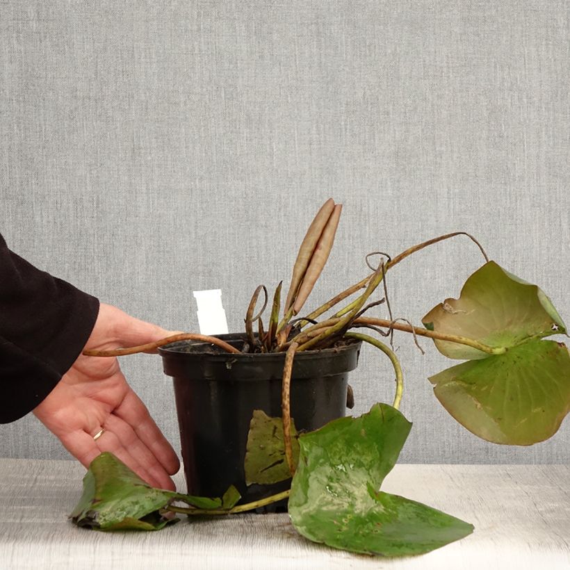 Exemplaar van Nymphaea Conqueror - Waterlelie Pot van 1,5 l/2 l zoals geleverd in de lente