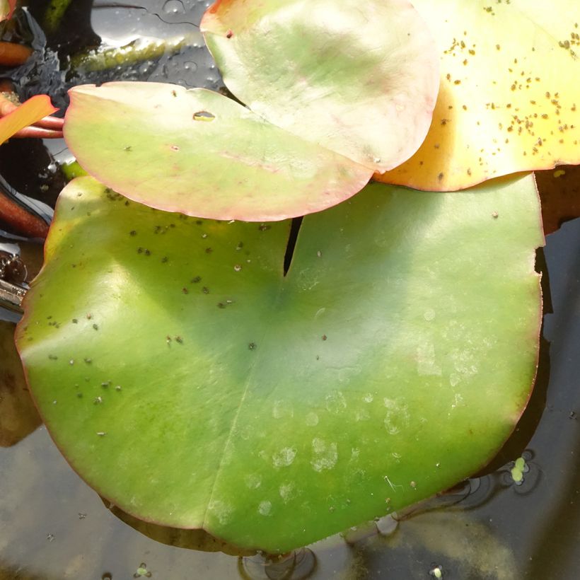 Nymphaea Conqueror - Waterlelie (Blad)