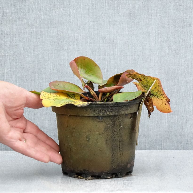 Exemplaar van Nymphaea Conqueror - Waterlelie Pot van 1,5 l/2 l zoals geleverd in de zomer