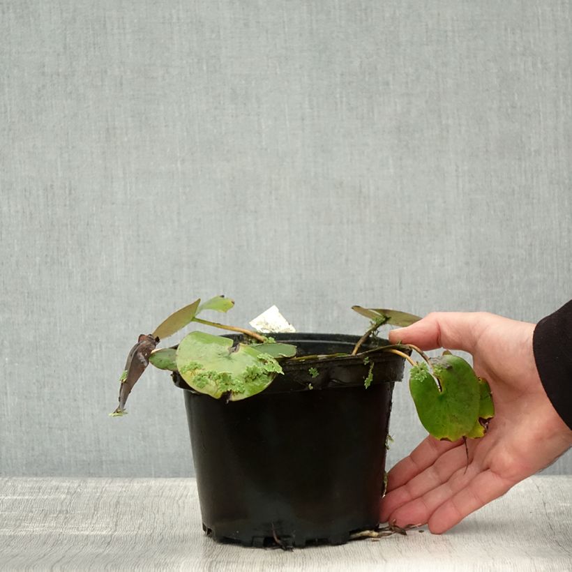 Exemplaar van Nymphaea Cynthia Ann - Nénuphar rustique cuivré Pot de 1,5L/2L zoals geleverd in de herfst