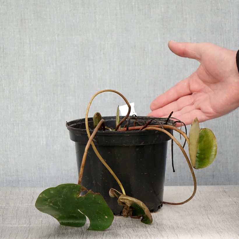 Exemplaar van Nymphaea Cynthia Ann - Waterlelie Pot van 1,5 l/2 l zoals geleverd in de lente