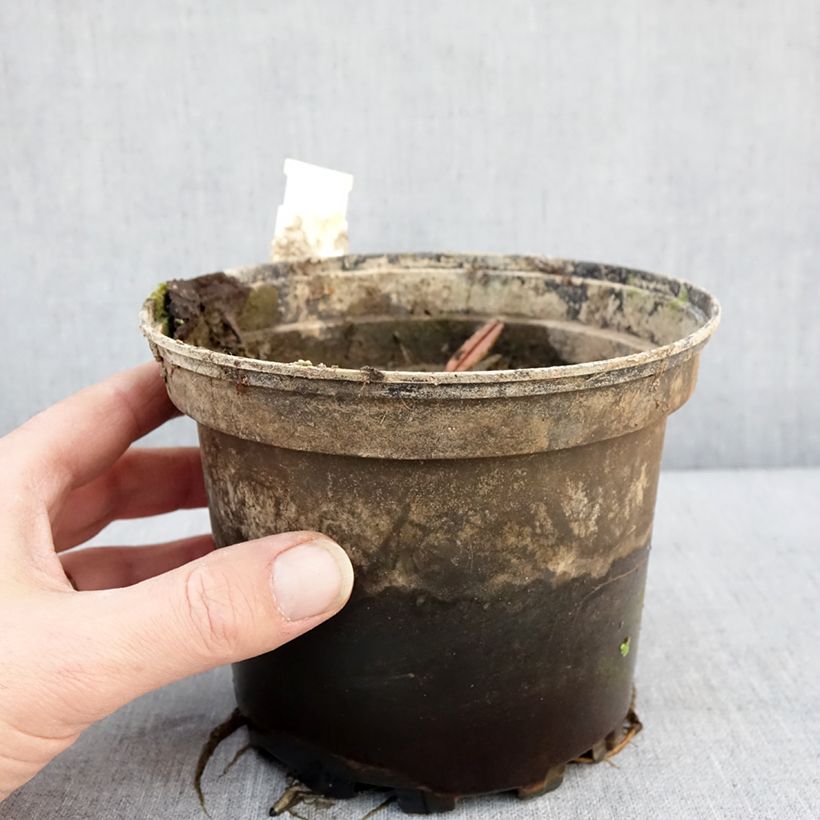 Example of Nymphaea Dahlia - Nénuphar rustique rose double Pot van 1,5 l/2 l as you get in hiver