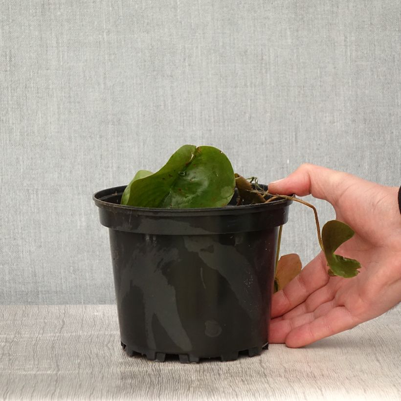 Exemplaar van Nymphaea Dahlia - Waterlelie Pot van 1,5 l/2 l zoals geleverd in de lente