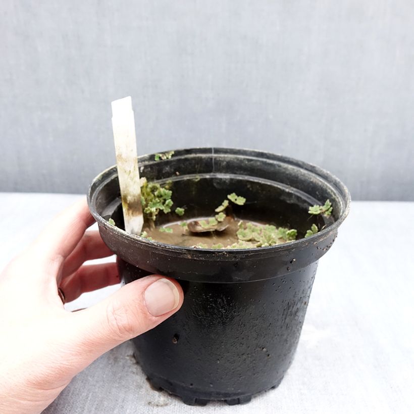 Example of Nymphaea Darwin - Nénuphar rustique rose Pot van 1,5 l/2 l as you get in hiver