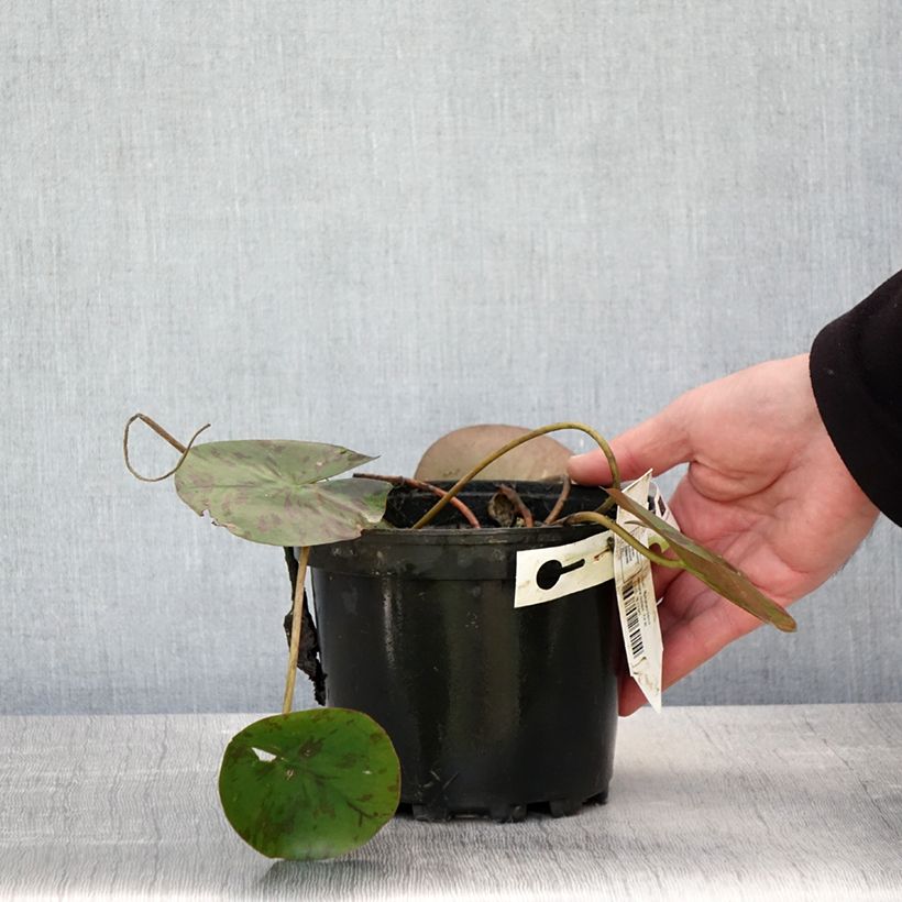 Exemplaar van Nymphaea Denver - Waterlelie Pot van 1,5 l/2 l zoals geleverd in de lente