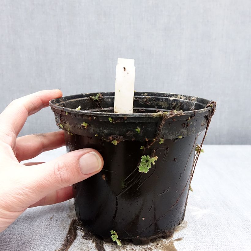 Example of Nymphaea Double Yellow - Nénuphar rustique jaune double Pot van 1,5 l/2 l as you get in hiver