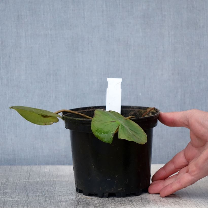 Exemplaar van Nymphaea Ellisiana - Waterlelie Pot van 1,5 l/2 l zoals geleverd in de lente