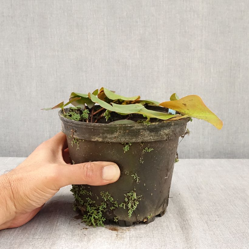 Exemplaar van Nymphaea Ellisiana - Waterlelie Pot van 1,5 l/2 l zoals geleverd in de zomer
