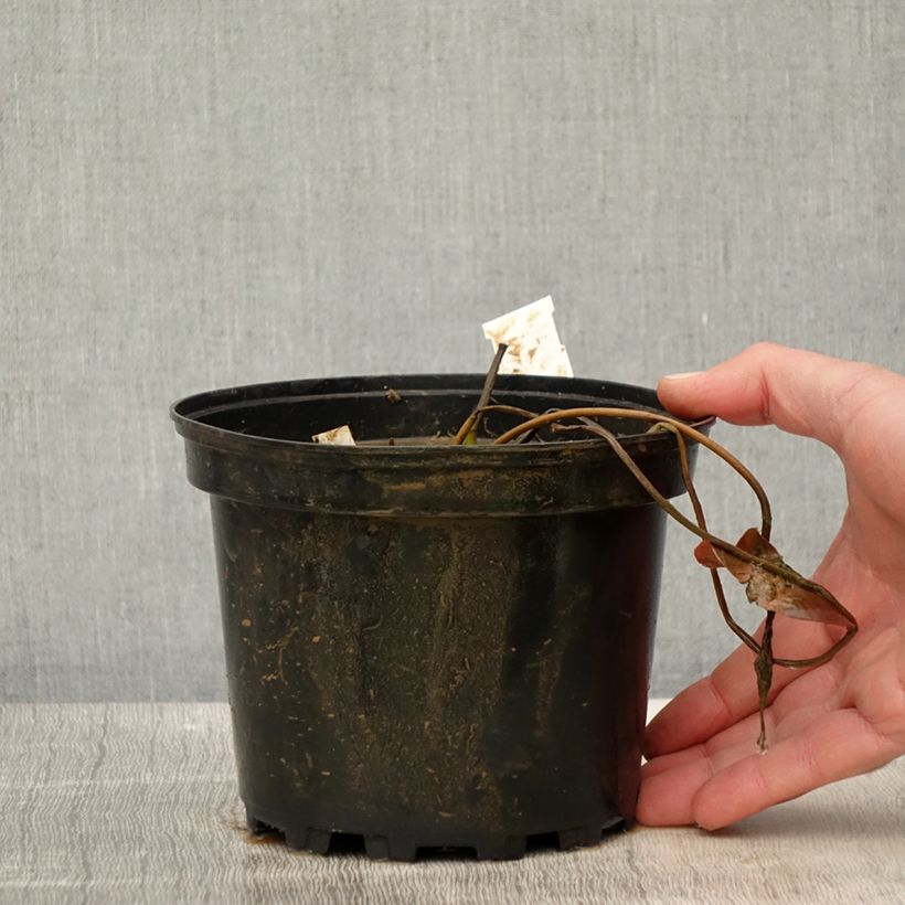 Exemplaar van Nymphaea Eros - Waterlelie Pot van 1,5 l/2 l zoals geleverd in de lente