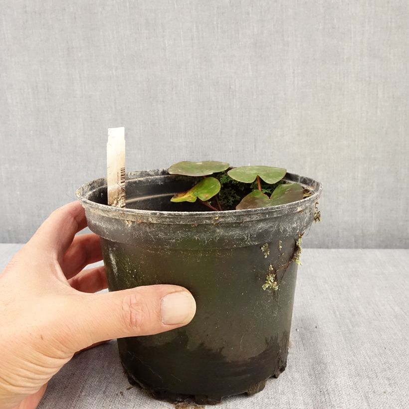 Exemplaar van Nymphaea Eros - Waterlelie Pot van 1,5 l/2 l zoals geleverd in de zomer
