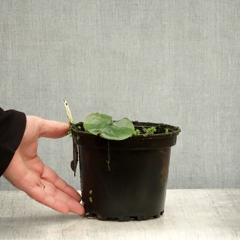 Exemplaar van Nymphaea Eugenia de Lande - Nénuphar rustique rose tendre Pot de 1,5L/2L zoals geleverd in de herfst