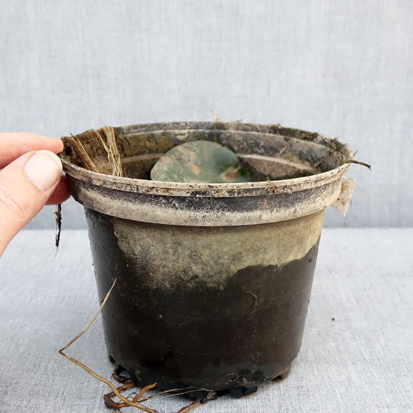 Example of Nymphaea Eugenia de Lande - Nénuphar rustique rose tendre Pot van 1,5 l/2 l as you get in hiver