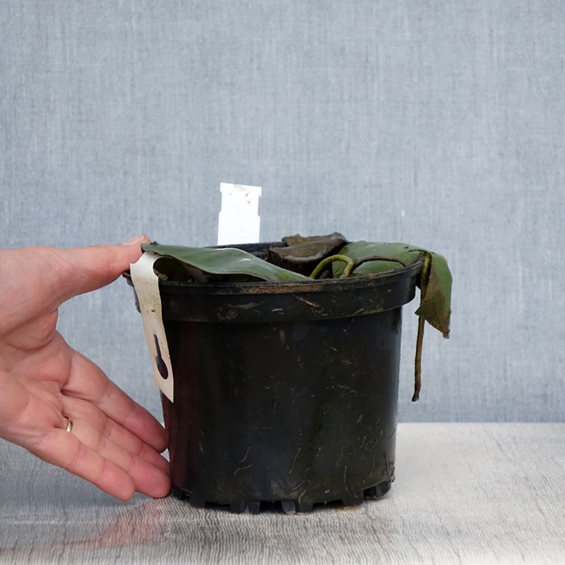 Exemplaar van Nymphaea Eugenia de Lande - Waterlelie Pot van 1,5 l/2 l zoals geleverd in de lente