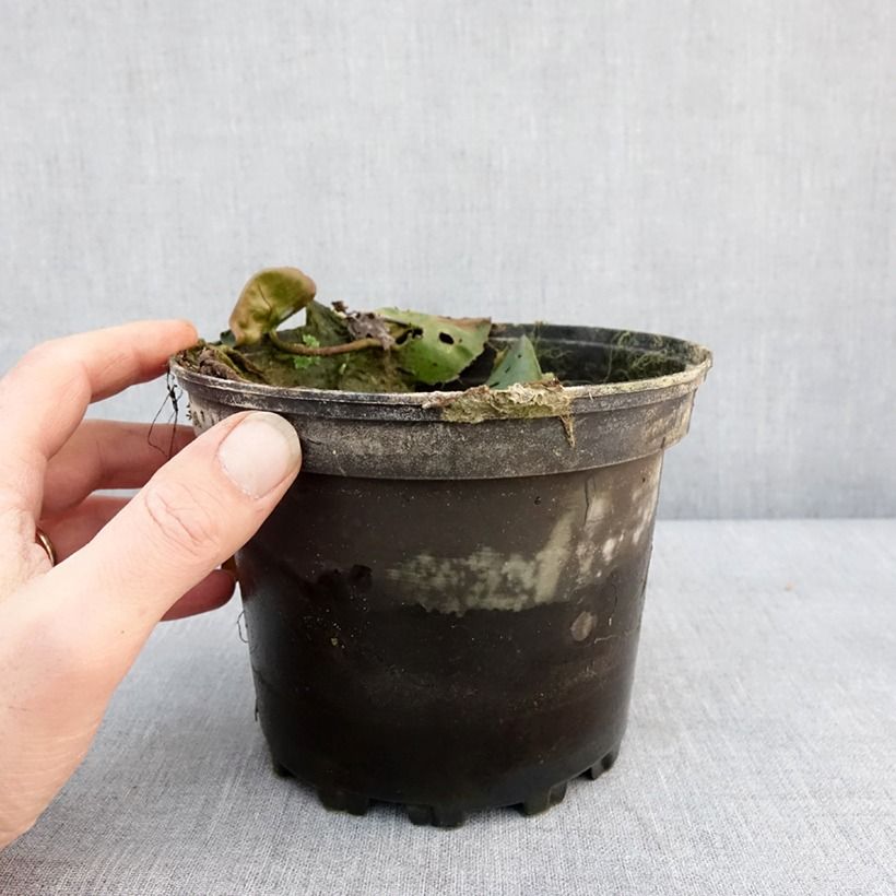 Example of Nymphaea Evelyn Stetson - Nénuphar rustique blanc Pot van 1,5 l/2 l as you get in hiver