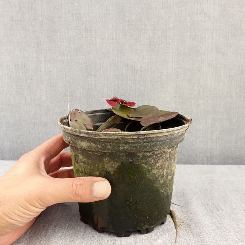 Exemplaar van Nymphaea Fire Opal - Waterlelie Pot van 1,5 l/2 l zoals geleverd in de zomer