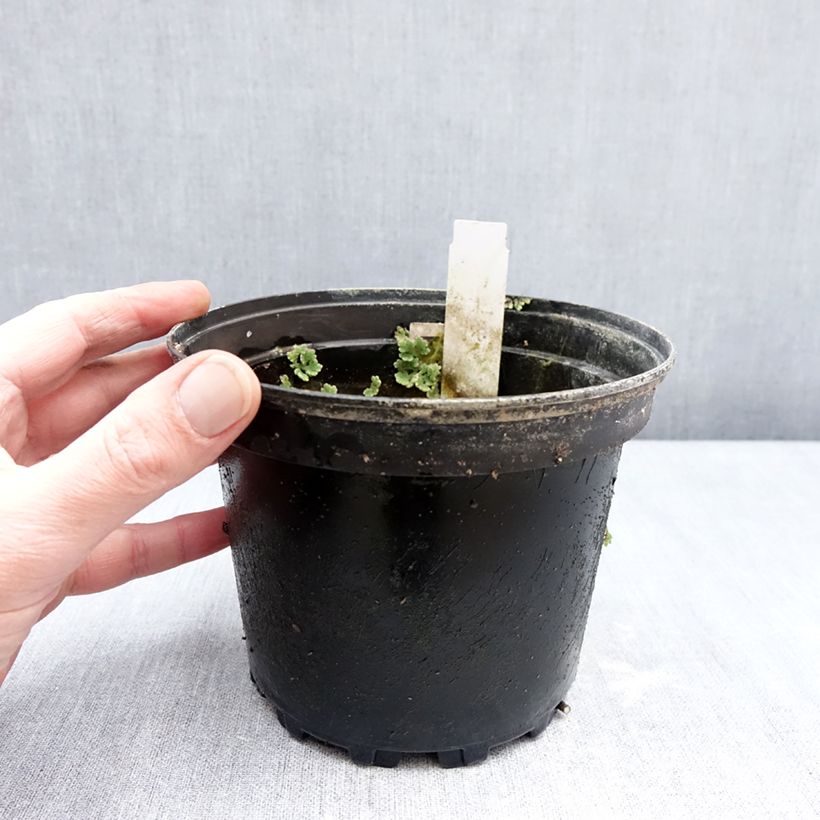 Example of Nymphaea Fire Opal - Nénuphar rustique Pot van 1,5 l/2 l as you get in hiver