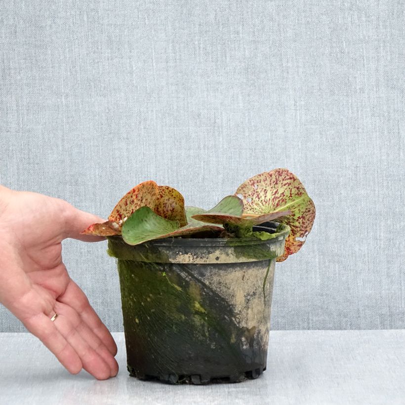 Exemplaar van Nymphaea Florida Sunset - Waterlelie Pot van 1,5 l/2 l zoals geleverd in de zomer