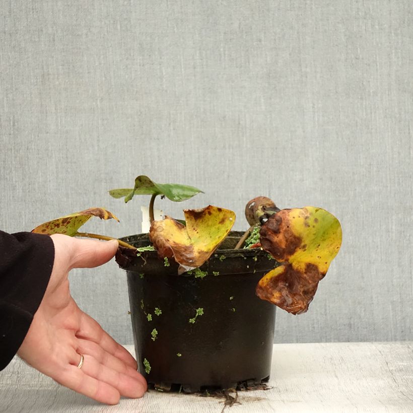 Exemplaar van Nymphaea Florida Sunset - Waterlelie Pot van 1,5 l/2 l zoals geleverd in de herfst