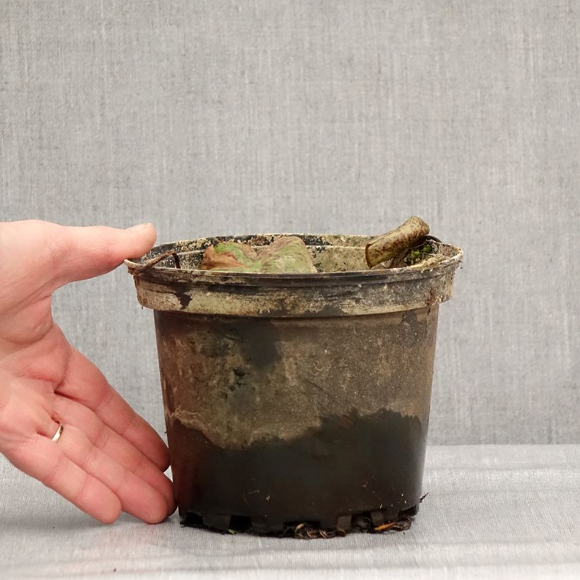 Example of Nymphaea Florida Sunset - Nénuphar rustique pêche cuivré Pot van 1,5 l/2 l as you get in hiver