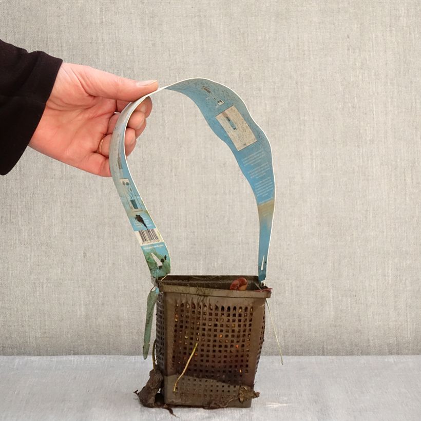 Example of Nymphaea Gladstoniana - Nénuphar rustique Pot van 1 l/1,5 l as you get in hiver