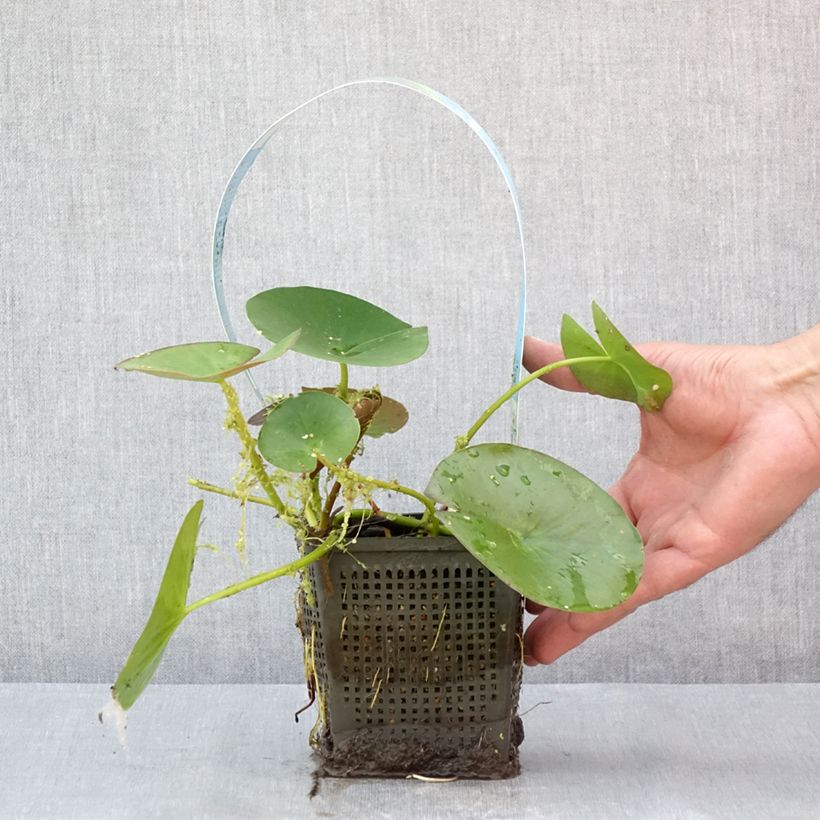 Example of Nymphaea Gonnere - Nénuphar rustique Pot van 1 l/1,5 l as you get in ete