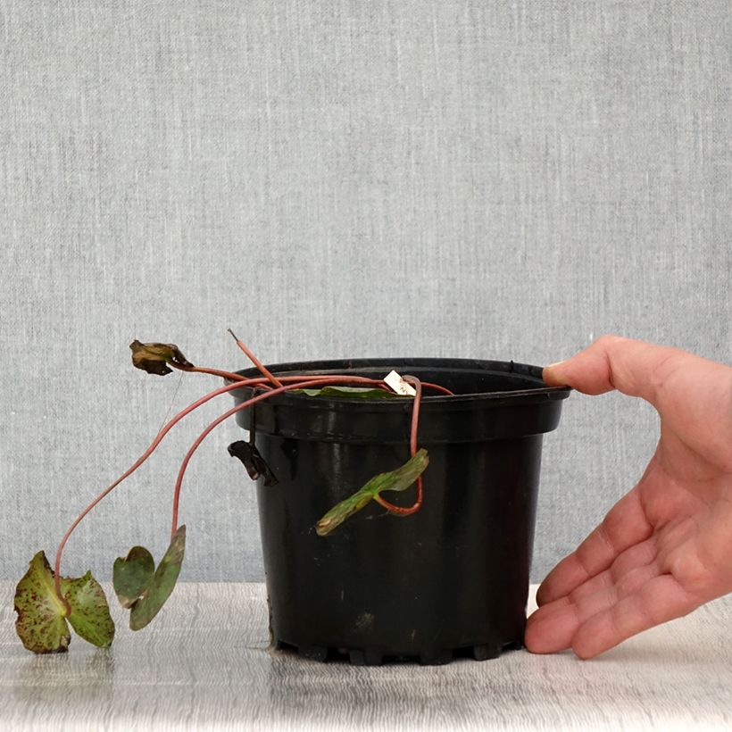 Exemplaar van Nymphaea Graziella - Waterlelie Pot van 1,5 l/2 l zoals geleverd in de lente