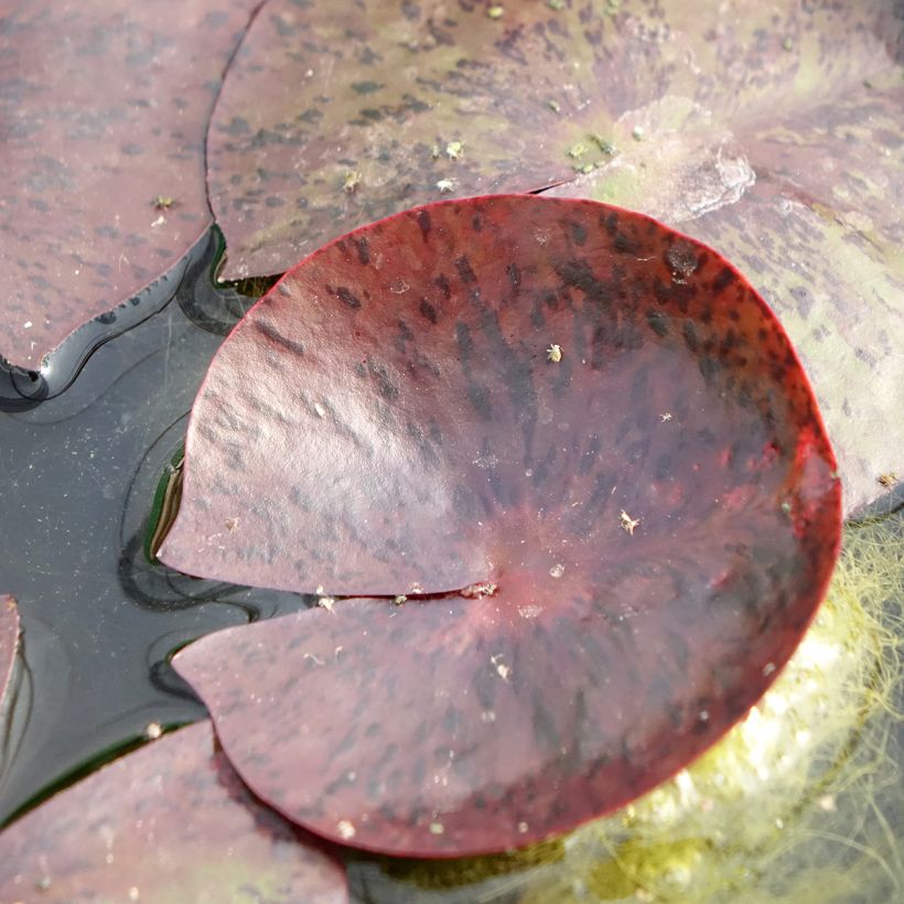 Nymphaea Gregg's Orange Beauty - Waterlelie (Blad)