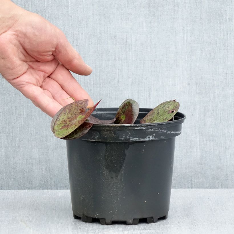 Exemplaar van Nymphaea Gregg's Orange Beauty - Waterlelie Pot van 1,5 l/2 l zoals geleverd in de zomer