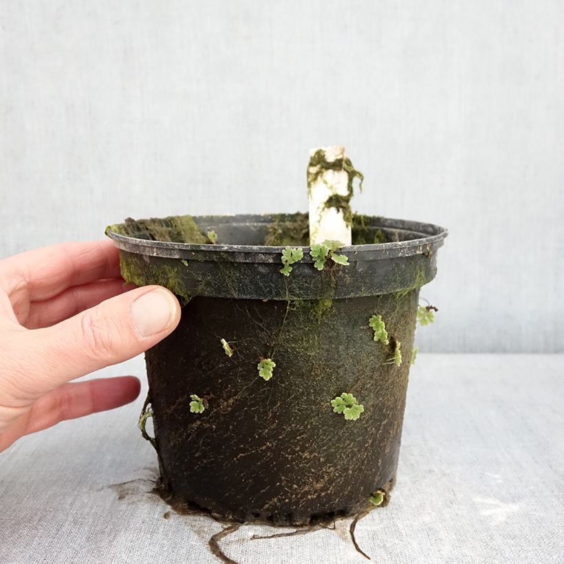 Example of Nymphaea Gregg's Orange Beauty - Nénuphar rustique bicolore Pot van 1,5 l/2 l as you get in hiver