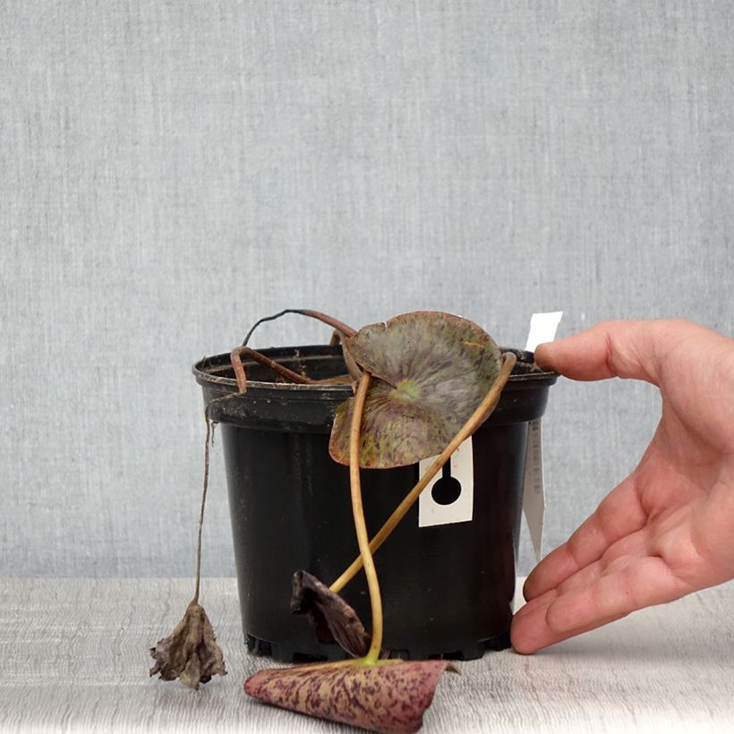 Exemplaar van Nymphaea Gregg's Orange Beauty - Waterlelie Pot van 1,5 l/2 l zoals geleverd in de lente