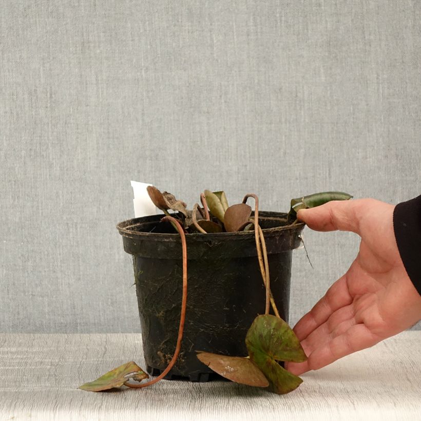 Exemplaar van Nymphaea Gypsy - Waterlelie Pot van 1,5 l/2 l zoals geleverd in de lente