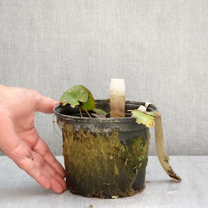 Exemplaar van Nymphaea Gypsy - Waterlelie Pot van 1,5 l/2 l zoals geleverd in de herfst