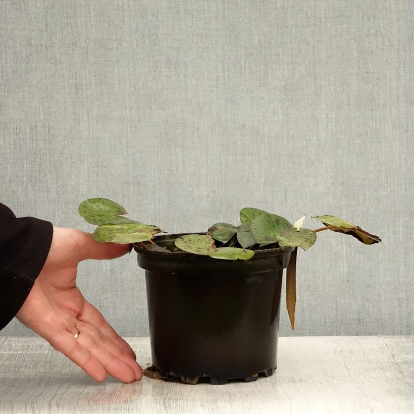 Exemplaar van Nymphaea Hal Miller - Waterlelie Pot van 1,5 l/2 l zoals geleverd in de herfst